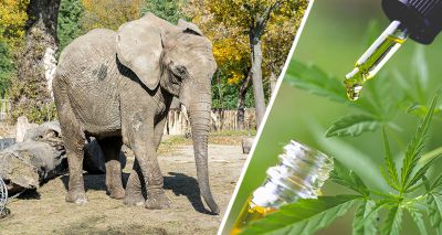 Grieving elephant to receive experimental cannabidiol treatment